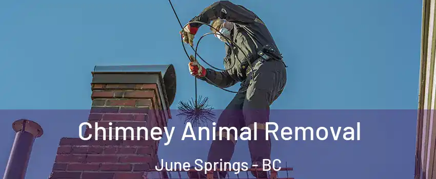 Chimney Animal Removal June Springs - BC